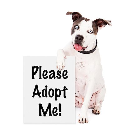 A friendly American Staffordshire Terrier dog sitting and holding a sign saying Please Adopt Me Stock Photo - Budget Royalty-Free & Subscription, Code: 400-07972432