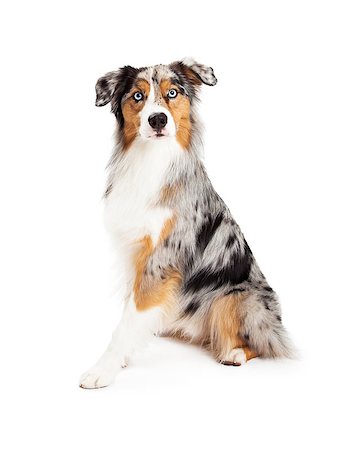 simsearch:400-06567310,k - An attentive and beautiful Australian Shepherd dog sitting looking into the camera Stockbilder - Microstock & Abonnement, Bildnummer: 400-07972445