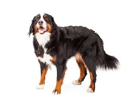 simsearch:400-07972728,k - An attentive and curious Bernese Mountain Dog standing at an angle while looking upwards. Fotografie stock - Microstock e Abbonamento, Codice: 400-07972446