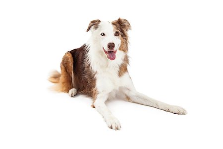 simsearch:400-06461152,k - Attentive Border Collie Dog laying with outstretched legs while looking at the camera. Stock Photo - Budget Royalty-Free & Subscription, Code: 400-07972448