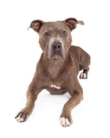 A very attentive American Staffordshire Terrier Dog laying while facing the camera. Stock Photo - Budget Royalty-Free & Subscription, Code: 400-07972440