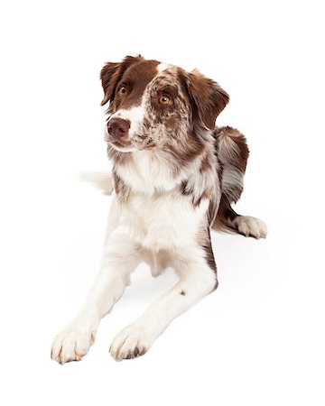 simsearch:400-06461152,k - Attentive and alert Border Collie Dog laying at an angle while looking off to the side. Stock Photo - Budget Royalty-Free & Subscription, Code: 400-07972441