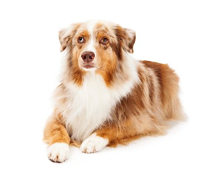 simsearch:400-07972778,k - An attentive Australian Shepherd Dog laying with its legs outstretched in front of its body. Photographie de stock - Aubaine LD & Abonnement, Code: 400-07972442