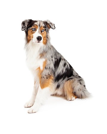 simsearch:400-07972490,k - A very attentive Australian Shepherd dog sitting at an angle looking off to the side. Fotografie stock - Microstock e Abbonamento, Codice: 400-07972443