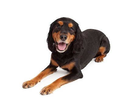 simsearch:400-07972490,k - Attentive Gordon Setter Mix Breed Dog laying at an angle while looking directly at the camera. Fotografie stock - Microstock e Abbonamento, Codice: 400-07972455