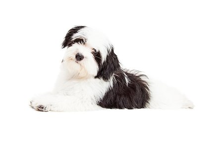simsearch:400-06567310,k - An attentive Havanese Dog laying while looking into the camera. Stockbilder - Microstock & Abonnement, Bildnummer: 400-07972456