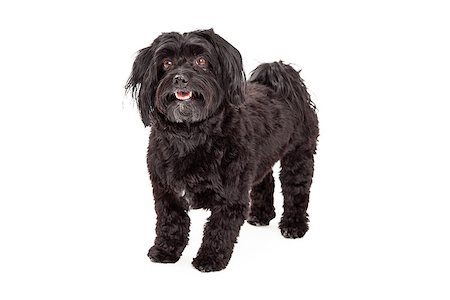 simsearch:400-05732957,k - A very attentive Havanese Dog standing at an angle facing forward with open mouth. Foto de stock - Royalty-Free Super Valor e Assinatura, Número: 400-07972458