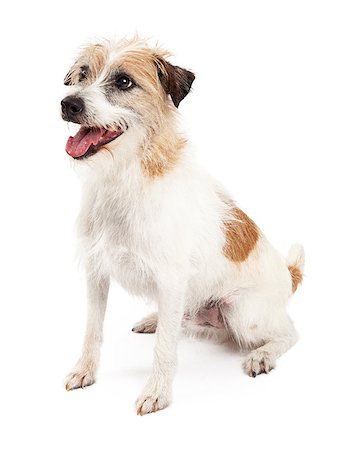 simsearch:693-03303246,k - Attentive Jack Russell Dog sitting at an angle looking to the side. Photographie de stock - Aubaine LD & Abonnement, Code: 400-07972459