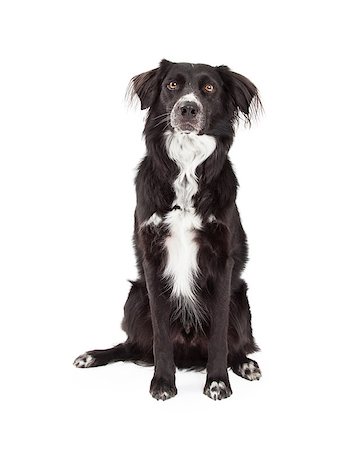 An attentive Border Collie Mix Breed Dog sitting while looking forward. Stock Photo - Budget Royalty-Free & Subscription, Code: 400-07972450