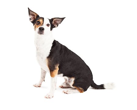 simsearch:400-08318823,k - An attentive Chihuahua and Terrier Mixed Breed Dog sitting while looking forward. Foto de stock - Royalty-Free Super Valor e Assinatura, Número: 400-07972451