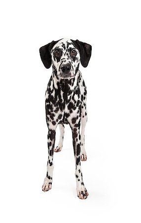 simsearch:400-07972778,k - An attentive Dalmatian Dog standing while looking forward. Photographie de stock - Aubaine LD & Abonnement, Code: 400-07972453