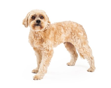 simsearch:400-07972728,k - An alert and attentive Maltese and Poodle Mix Dog standing at an angle while looking into the camera. Fotografie stock - Microstock e Abbonamento, Codice: 400-07972464