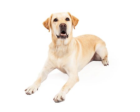 simsearch:400-08314976,k - An attentive Labrador Retriever Dog laying with outstretched paws while looking upwards. Stock Photo - Budget Royalty-Free & Subscription, Code: 400-07972460
