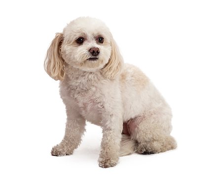 simsearch:400-08318823,k - An attentive Maltese And Poodle Mix Breed Dog sitting while looking off to the side. Foto de stock - Royalty-Free Super Valor e Assinatura, Número: 400-07972461