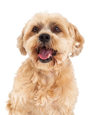 simsearch:400-08318823,k - A headshot of a very attentive Maltese and Poodle Mix Dog. Foto de stock - Royalty-Free Super Valor e Assinatura, Número: 400-07972462