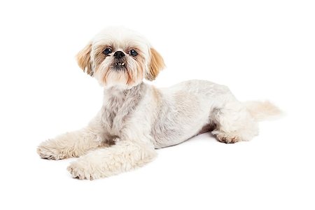 simsearch:400-07972779,k - An alert and attentive Maltese and Poodle Mix Dog Laying while looking into the camera. Fotografie stock - Microstock e Abbonamento, Codice: 400-07972463
