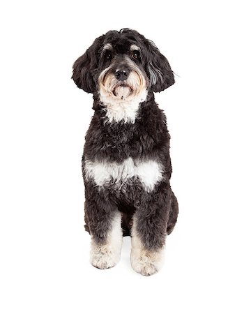simsearch:400-07972728,k - A very attentive Poodle Mix Breed Dog sitting and looking directly into the camera. Fotografie stock - Microstock e Abbonamento, Codice: 400-07972474