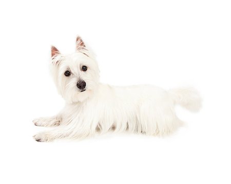 simsearch:400-07972728,k - An attentive West Highland Terrier Dog laying so the entire side of body is visible.  The dog is looking directly at the camera. Fotografie stock - Microstock e Abbonamento, Codice: 400-07972477