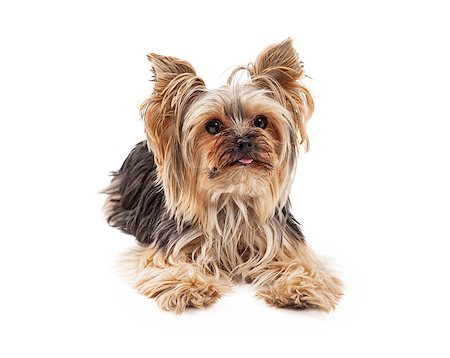 simsearch:400-07972490,k - A very attentive and focused Yorkshire Terrier dog laying and looking forward. Fotografie stock - Microstock e Abbonamento, Codice: 400-07972479