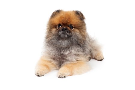 simsearch:400-07972778,k - An attentive Pomeranian Dog laying while looking forward. Photographie de stock - Aubaine LD & Abonnement, Code: 400-07972471
