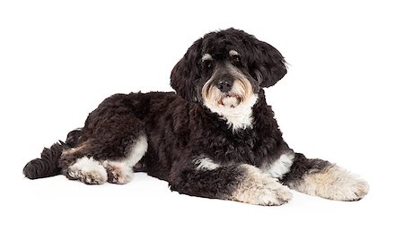 simsearch:400-07972778,k - An attentive Poodle Mix Breed Dog laying at an angle while looking into the camera. Photographie de stock - Aubaine LD & Abonnement, Code: 400-07972473