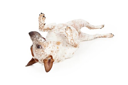 A playful Australian Cattle Dog laing on his back against a white backdrop Foto de stock - Super Valor sin royalties y Suscripción, Código: 400-07972484