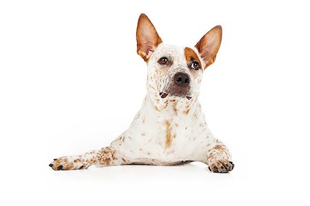 simsearch:400-05713947,k - An Australian Cattle Dog laying down with an alert expression Stock Photo - Budget Royalty-Free & Subscription, Code: 400-07972485