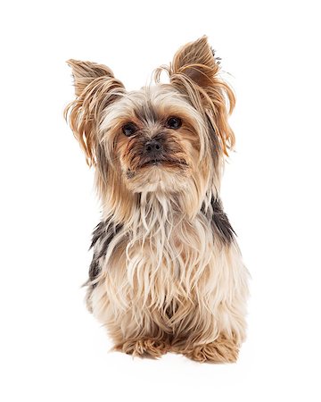 simsearch:400-06364127,k - A cute and attentive Yorkshire Terrier dog sitting and looking forward with slight tilt of the head. Fotografie stock - Microstock e Abbonamento, Codice: 400-07972480
