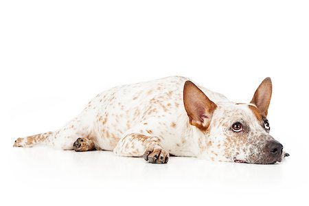 simsearch:400-05713947,k - Australian cattle dog laying against a white backdrop and looking up Stock Photo - Budget Royalty-Free & Subscription, Code: 400-07972483