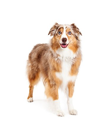 simsearch:400-07972490,k - Australian Shepherd Dog standing while looking forward. Fotografie stock - Microstock e Abbonamento, Codice: 400-07972495