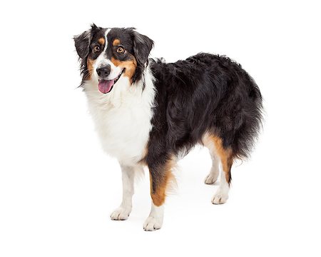 simsearch:400-07972490,k - A very alert Australian Shepherd Dog standing at an angle while looking off to the side. Fotografie stock - Microstock e Abbonamento, Codice: 400-07972496