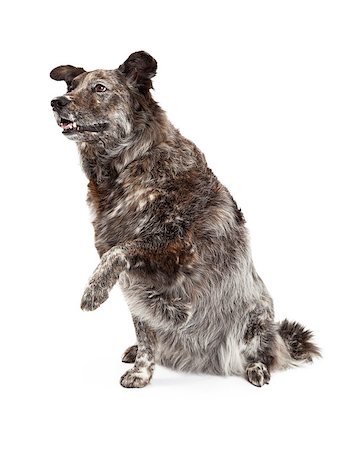 simsearch:400-07972595,k - A happy Australian Shepherd Mix Breed Dog extends its paw for a shake. Stock Photo - Budget Royalty-Free & Subscription, Code: 400-07972497