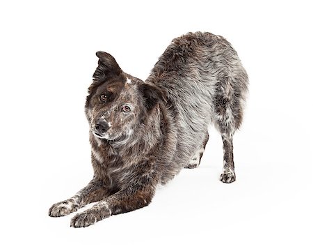 simsearch:400-07972490,k - A talented Australian Shepherd Mix Breed Dog bows at an angle while looking into the camera. Fotografie stock - Microstock e Abbonamento, Codice: 400-07972498