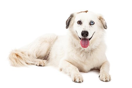 simsearch:400-08318823,k - A happy Australian Shepherd Mix Breed Dog laying while looking forward.  Mouth is open. Foto de stock - Royalty-Free Super Valor e Assinatura, Número: 400-07972499