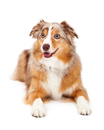 simsearch:400-07972490,k - Australian Shepherd Dog Laying looking to the side while laying. Fotografie stock - Microstock e Abbonamento, Codice: 400-07972491