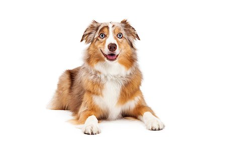 simsearch:400-07972778,k - Australian Shepherd Dog laying with outstretched paws while looking forward. Photographie de stock - Aubaine LD & Abonnement, Code: 400-07972492