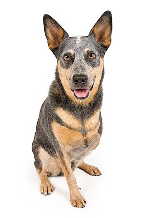 simsearch:400-05713947,k - An Australian Cattle Dogs that is missing one front leg. Isolated on white Stock Photo - Budget Royalty-Free & Subscription, Code: 400-07972505