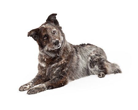 simsearch:400-07972490,k - An attentive and curious Australian Shepherd Mix Breed Dog laying at an angle while looking to the side of the camera. Fotografie stock - Microstock e Abbonamento, Codice: 400-07972500