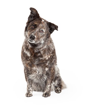 simsearch:400-07972490,k - A curious Australian Shepherd Mix Breed Dog sitting looking to the side of the camera. Fotografie stock - Microstock e Abbonamento, Codice: 400-07972502