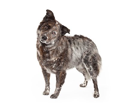 simsearch:400-07972778,k - An inquisitive Australian Shepherd Mix Breed Dog standing at an angle while looking into the camera. Photographie de stock - Aubaine LD & Abonnement, Code: 400-07972503