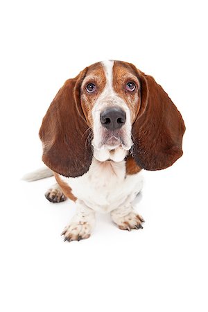 A Basset Hound dog sitting against a white backdrop and looking at the camera with a sad face Stock Photo - Budget Royalty-Free & Subscription, Code: 400-07972514