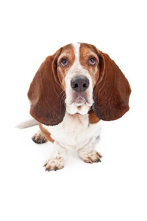 A Basset Hound dog sitting against a white backdrop and looking at the camera with a sad face Foto de stock - Super Valor sin royalties y Suscripción, Código: 400-07972514