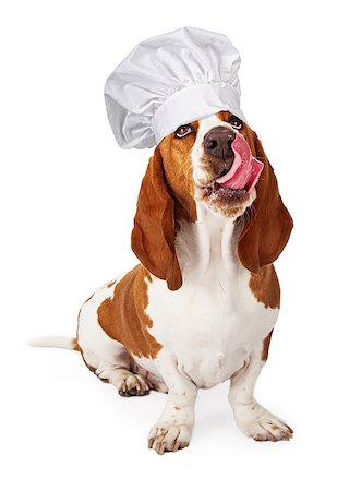 A cute Basset Hound dog wearing a chef hat while looking up and sticking his tongue out to lick his lips after eating a treat Stock Photo - Budget Royalty-Free & Subscription, Code: 400-07972512