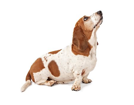 basset Hound Dog looking up for a treat. Isolated on white. Stock Photo - Budget Royalty-Free & Subscription, Code: 400-07972513