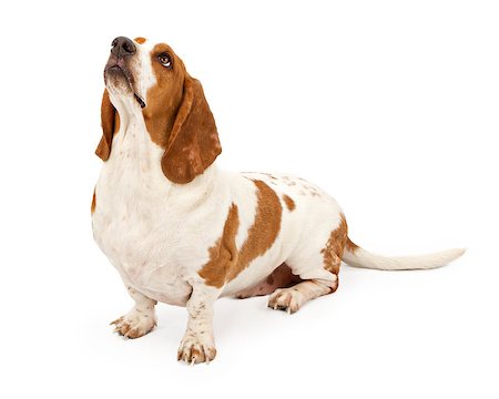 Basset hound dog isolated on white Stock Photo - Budget Royalty-Free & Subscription, Code: 400-07972530