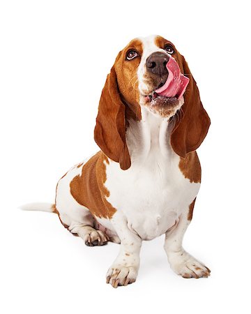 simsearch:400-03921833,k - A cute Basset Hound dog looking up and sticking his tongue out to lick his lips after eating a treat Photographie de stock - Aubaine LD & Abonnement, Code: 400-07972531