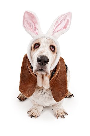 Basset Hound dog wearing bunny ears and isolated on white Stock Photo - Budget Royalty-Free & Subscription, Code: 400-07972546