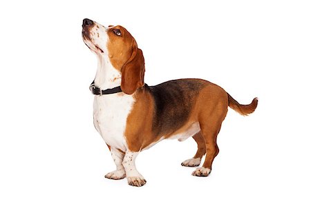 A side view of a fit and healthy Basset Hound dog standing and looking up at an off-camera treat Stock Photo - Budget Royalty-Free & Subscription, Code: 400-07972543