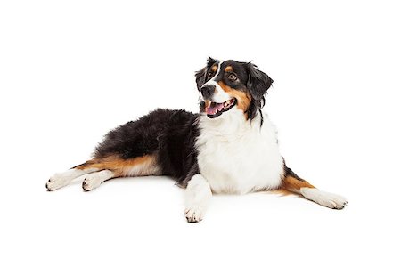 simsearch:400-06567310,k - A beautiful Australian Shepherd Dog laying with outstretched paws while looking off to the side. Stockbilder - Microstock & Abonnement, Bildnummer: 400-07972555