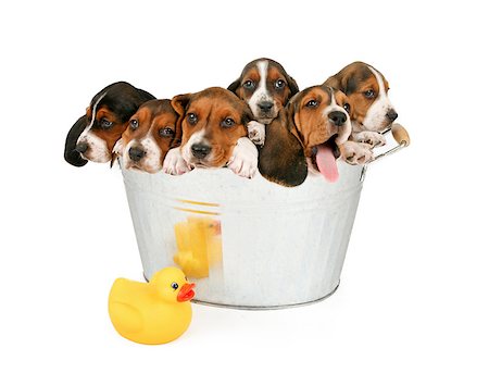 Six young puppies in an old vintage bathtub. Isolated on white. Foto de stock - Super Valor sin royalties y Suscripción, Código: 400-07972553